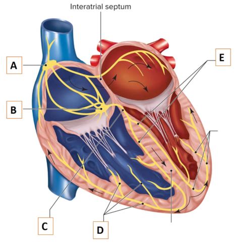 Cardiac Conduction System Labelled Flashcards Quizlet