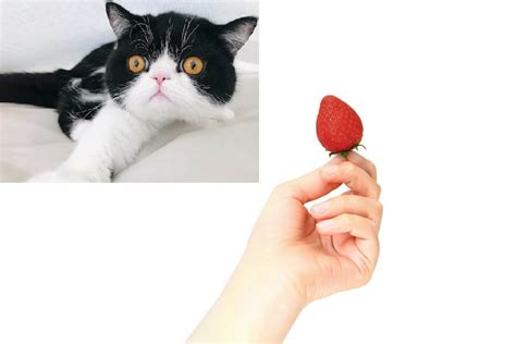 Can Cats Eat Strawberries Safety Explained