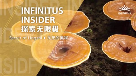 INFINITUS INSIDERSecret of Lingzhi 探索无限极灵芝的奥秘 YouTube