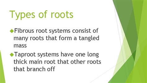 Plant Structures What are the functions of roots