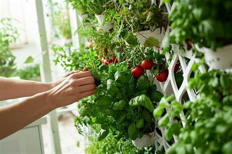 Comment créer un potager vertical chez soi astuces et conseils