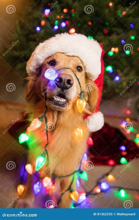 Golden Retriever Dog Wrapped In Colorful Christmas Lights Stock Image