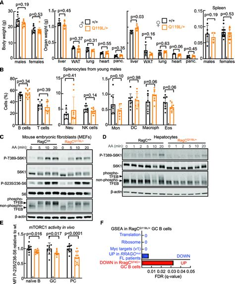 Ragc Q119l Knockin Mice Show A Mild Reduction In Mtorc1 Activity In