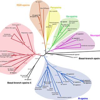 Phylogenetic Tree Of Metazoan Opsins Including The New Opsins From