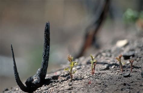 Fire Ecology & Management - Idaho Firewise