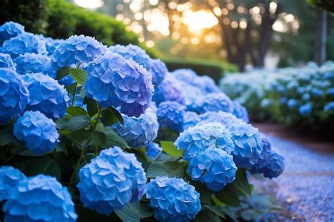 Premium AI Image | Blue hydrangea in the garden