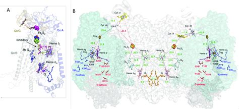 Structure Of The Bc1 Complex A Structure Of Isolated Bc1 Complex Or