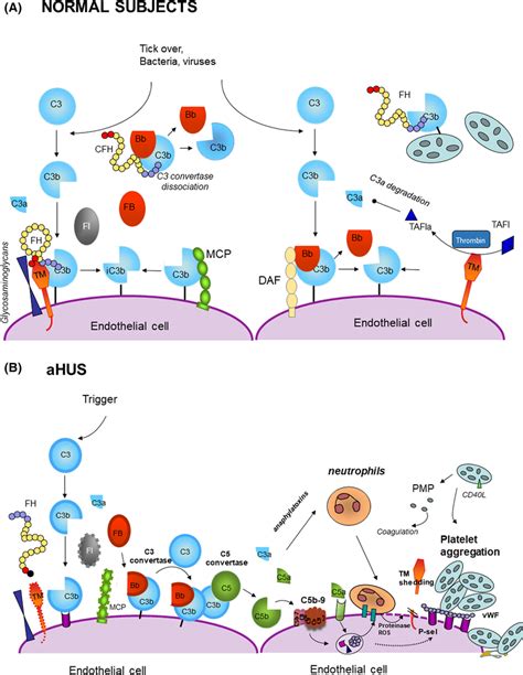 Impact Of Complement Alternative Pathway On Endothelial Cells In