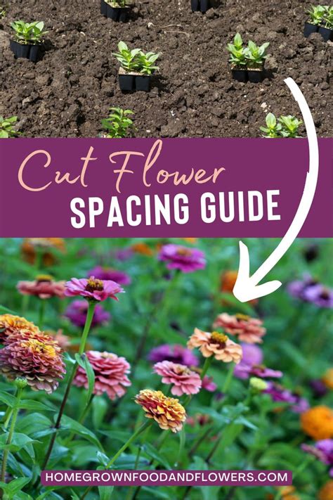 Pin On Cut Flower Garden Layouts