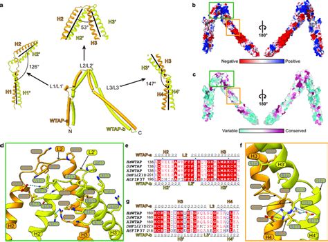 WTAP Forms A Saddle Shaped Homodimer Through Coiled Coil Interaction A