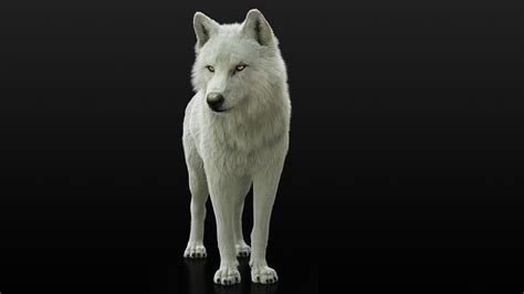 Arctic Wolf Xgen Rigged 3d Model Turbosquid 1548914