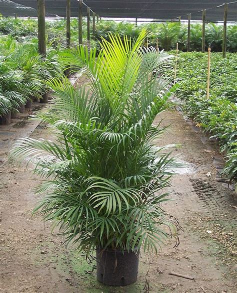 Areca Palm 7 Gallon 5 Feet Springtime