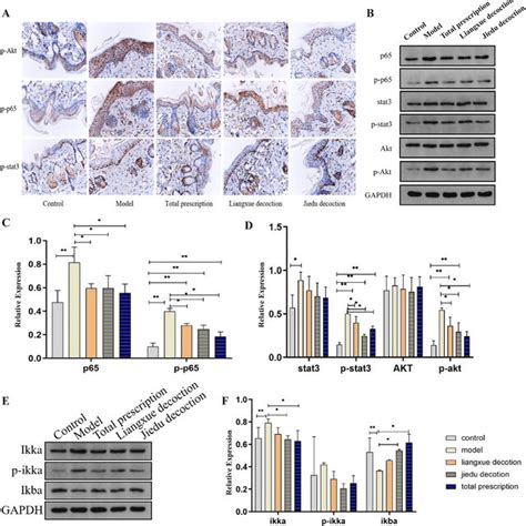 Expression Of Inflammation Related Signaling Pathway Proteins In Mice