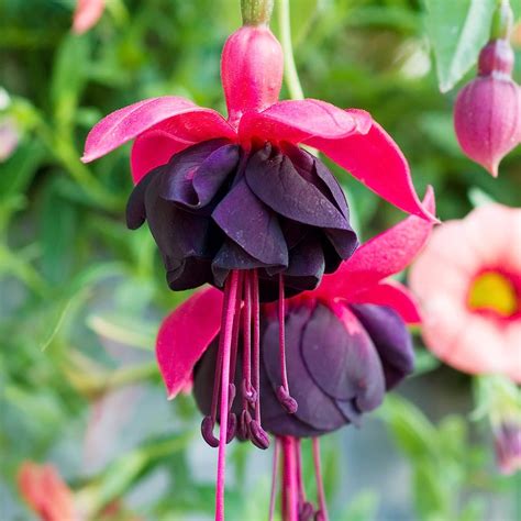 Amazon Qauzuy Garden Rare Red Black Fuchsia Seeds For Hanging