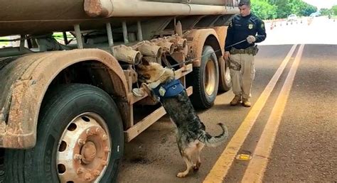 ajuda de cães farejadores PRF faz apreensão de 1 9 tonelada de