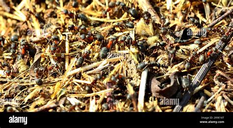 Ants In An Ant Farm Stock Photo Alamy