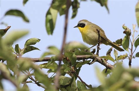 Passerines And Other Small Birds Jen Gfeller Nature Photography