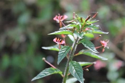 Lopezia Racemosa Picturethis