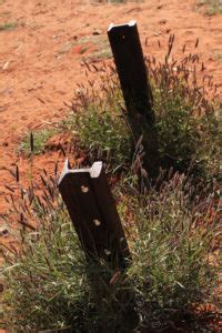 Weed Tangled Fence Posts Are All That S Left Of The Old Ghan Railway