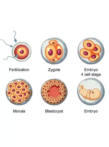 IVF Success Rates By Age And Number Of Embryos