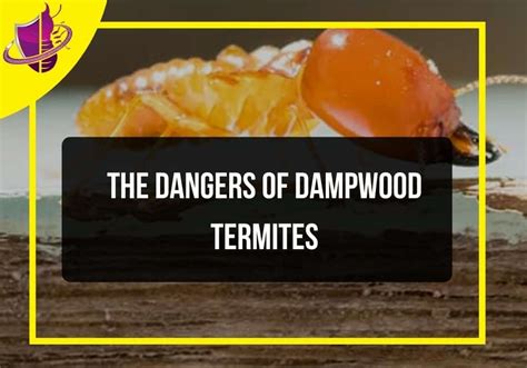 The Dangers of Dampwood Termites - Zip Pest Solutions