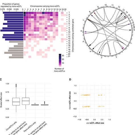 Genome Wide Distribution Of Mapped Trans Eqtls A Distribution Of