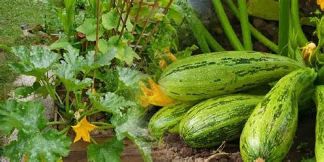 El M Todo Aprobado Por Los Jardineros Para Cultivar Calabacines Sin