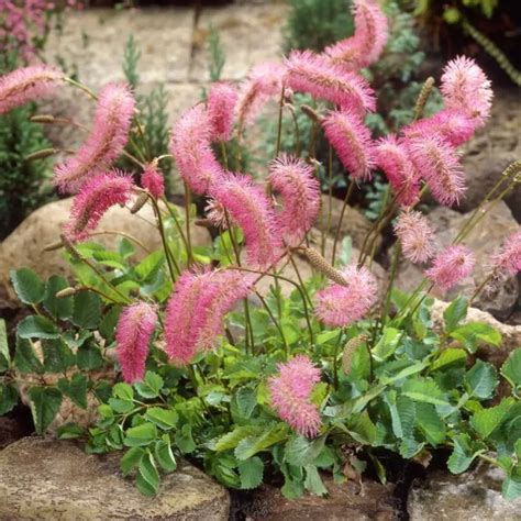 Sanguisorba Obtusa Japanse Pimpernel Kopen Het Groene Paradijs