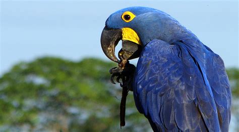 A arara-azul (Anodorhynchus hyacinthinus), a maior arara do mundo, está ameaçada pelo ...