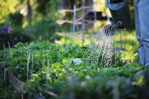 Arroser Votre Jardin Matin Ou Soir D Couvrez La Meilleure Option