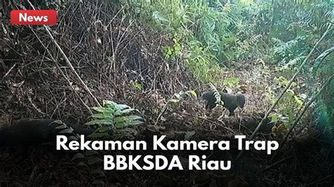 Konflik Warga Dan Harimau Sumatera BBKSDA Riau Pasang 7 Kamera Trap