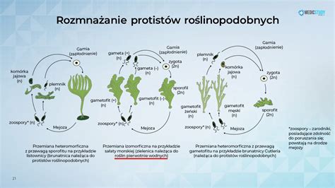 Protisty Prezentacja Multimedialna Lekcja Nagrana MedicStudy