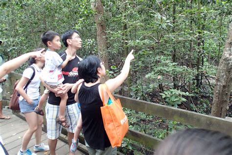 Adventures With The Naked Hermit Crabs First Guided Walk At Pasir Ris