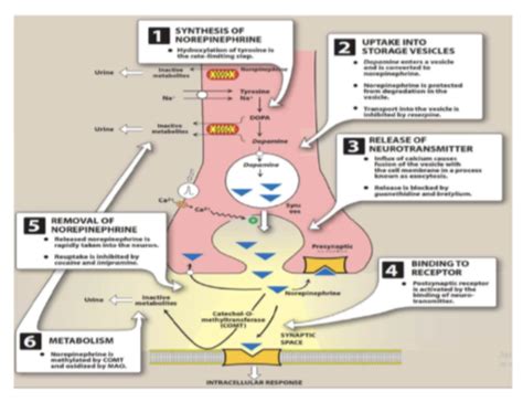 Pharmacology Of Ans Adrenergic Agonists Flashcards Quizlet