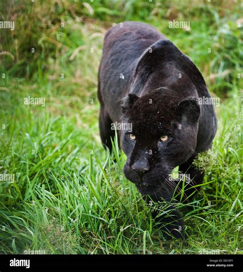 Black Jaguar Animal Running