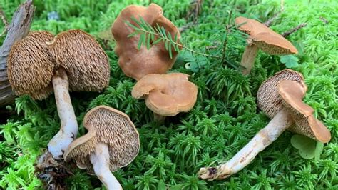 An Abundance Of Mushrooms To Forage And Study Thanks To Nbs Wet