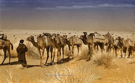 Mali Sahara Touareg Salt Caravan Copy Caravan Travels Sahara Desert