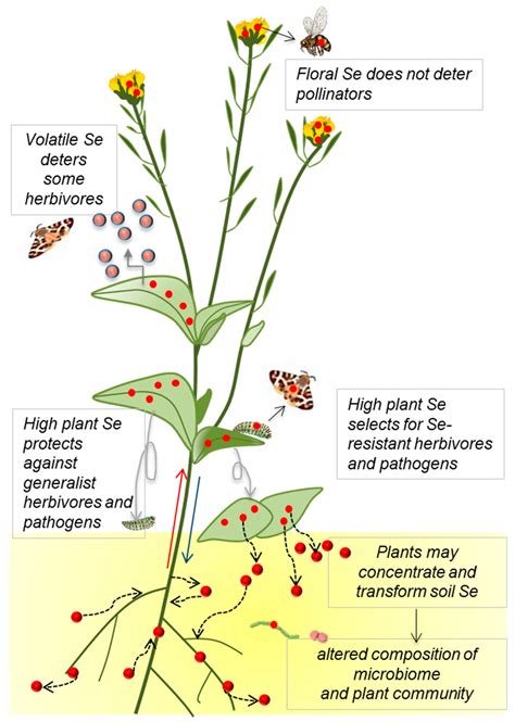 Plants Free Full Text On The Ecology Of Selenium Accumulation In Plants