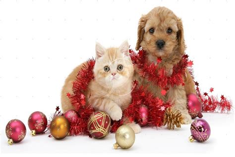 Perro Y Gato Festejando La Navidad 72184