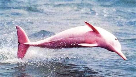 Pink dolphins are dolphins with extremely rare color mutations : r ...