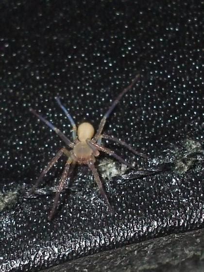 Brown Spiders Offspring Titiotus Bugguidenet