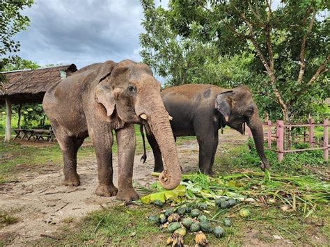 Contact Us Bangkok Elephant Tour