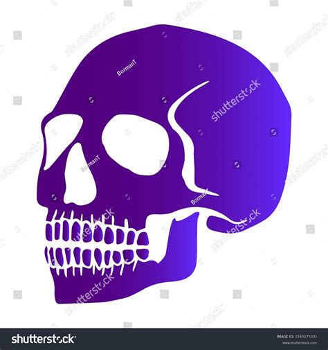 Human Skull Isolated Vector Illustration Hand Stock Vector Royalty