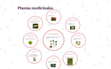 Plantas Medicinales By Katherine Cadena On Prezi