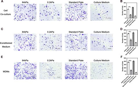 Frontiers Substrate Stiffness Can Affect The Crosstalk Between