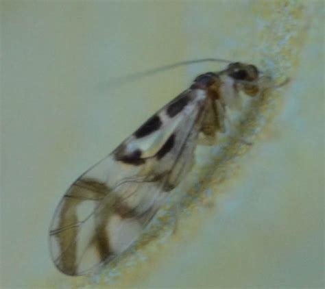 Barklouse Graphopsocus Cruciatus BugGuide Net