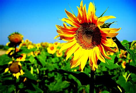 Bakgrundsbild Blommor Solros Gula Gratis Skrivbordsbilder