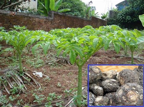 Elephant Foot Yam Cultivation In India A Complete Information Guide