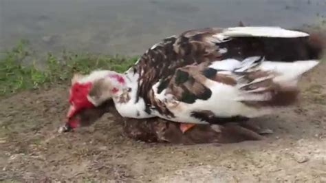 Ducks Mating Youtube