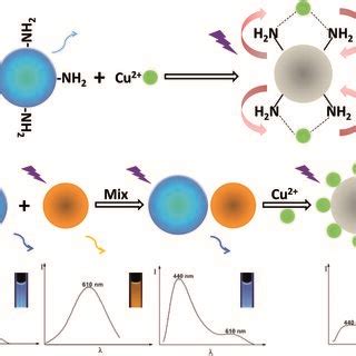 Schematic Illustration Of The Visual Detection Principle For Cu Ii And